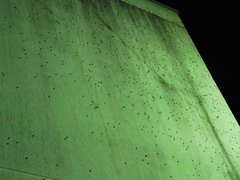 Glaucias subpunctatus