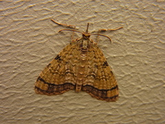 Episteira nigrilinearia