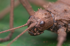 Canachus