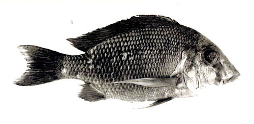 Tylochromis jentinkii