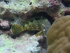 Epinephelus spilotoceps