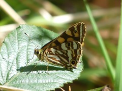 Oreixenica kershawi
