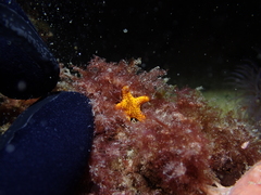 Fromia polypora