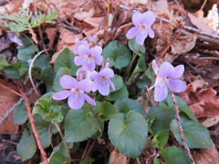 Viola grypoceras
