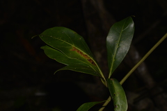 Cissus sterculiifolia