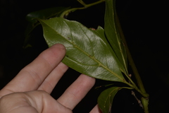 Cissus sterculiifolia