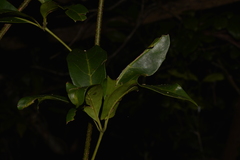 Cissus sterculiifolia