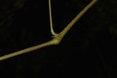 Cissus sterculiifolia