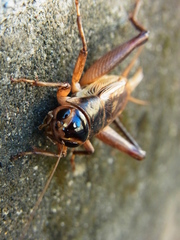 Teleogryllus occipitalis