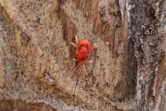 Allothrombium fuliginosum