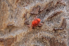 Allothrombium fuliginosum
