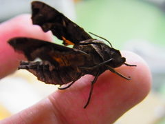 Neogurelca himachala