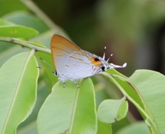 Hypolycaena thecloides