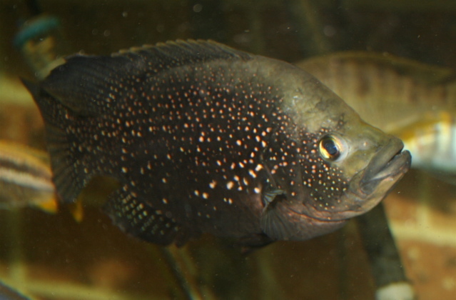 Malagasy Cichlids
