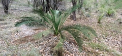 Macrozamia