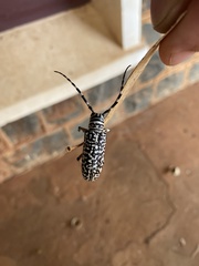 Rhytiphora saundersii