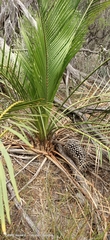 Macrozamia