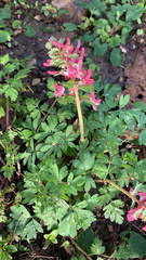 Corydalis solida