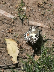 Papilio demoleus