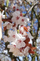 Prunus cerasifera pissardii