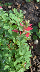 Corydalis solida