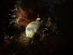 Nassarius glans