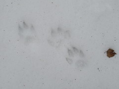 Canis familiaris