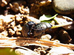 Chrysolina exanthematica
