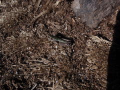 Cophopodisma pyrenaea