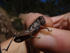 Cophopodisma pyrenaea