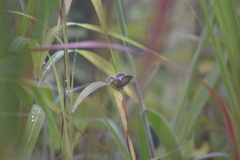 Euchrysops malathana