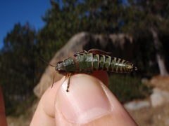 Cophopodisma pyrenaea