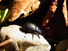 Chrysolina exanthematica