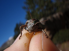 Cophopodisma pyrenaea