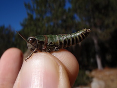 Cophopodisma pyrenaea