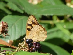 Heteronympha solandri