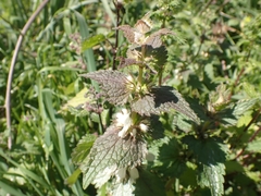 Lamium moschatum