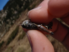 Gomphoceridius brevipennis