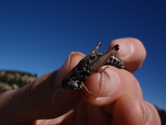 Gomphoceridius brevipennis