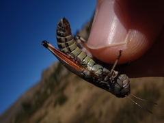 Gomphoceridius brevipennis