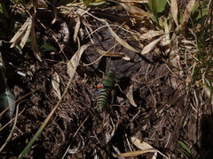 Cophopodisma pyrenaea