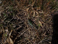 Cophopodisma pyrenaea