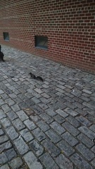 Sciurus carolinensis