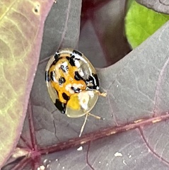 Aspidimorpha punctum