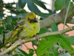 Ploceus cucullatus spilonotus