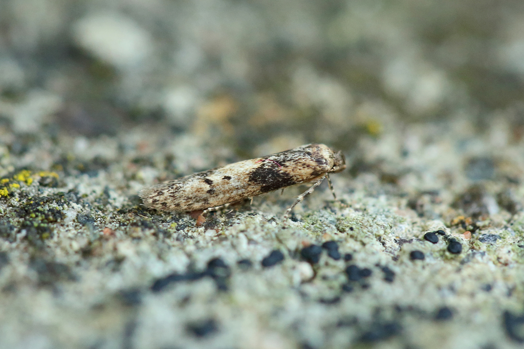 Blastobasis vittata