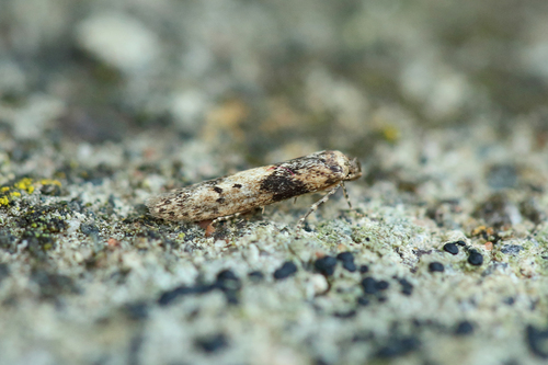 Blastobasis vittata