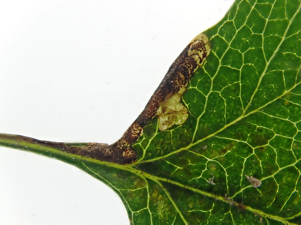 Least Thorn Pigmy