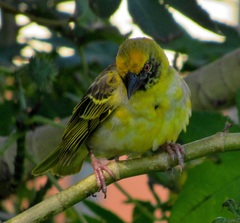 Ploceus cucullatus spilonotus