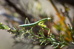 Trachymantis dentifrons